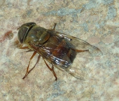 Copestylum macrocephalum