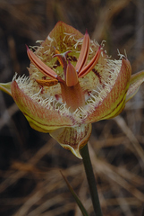 Calochortus tiburonensis