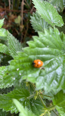 Coccinella septempunctata