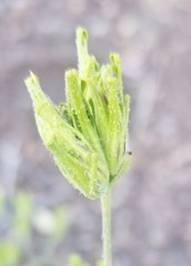 Cordylanthus rigidus