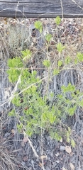 Cordylanthus rigidus