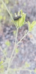 Cordylanthus rigidus