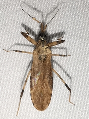 Oncocephalus squalidus