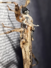 Oncocephalus squalidus