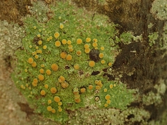 Brigantiaea chrysosticta