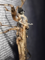 Oncocephalus squalidus