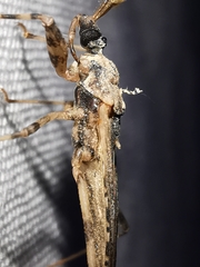 Oncocephalus squalidus