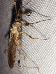 Oncocephalus squalidus