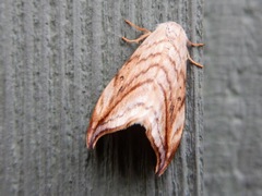 Drepana bilineata