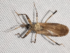 Oncocephalus squalidus