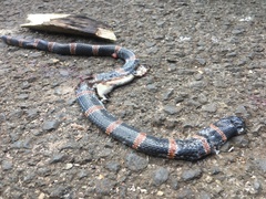 Elapsoidea loveridgei