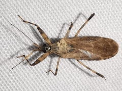 Oncocephalus squalidus