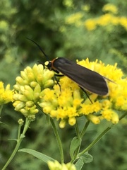 Cisseps