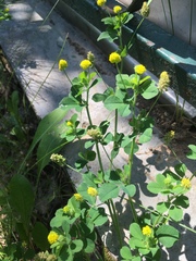 Medicago lupulina