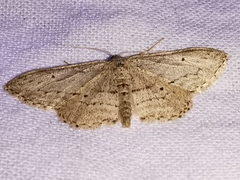 Idaea calunetaria