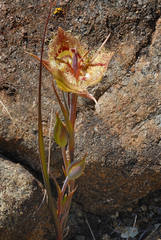 Calochortus tiburonensis