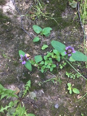 Prunella vulgaris