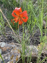 Lilium pumilum