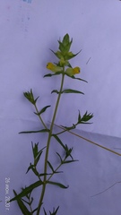 Rhinanthus serotinus