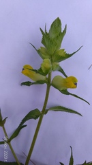 Rhinanthus serotinus