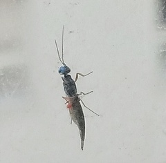Calosotinae
