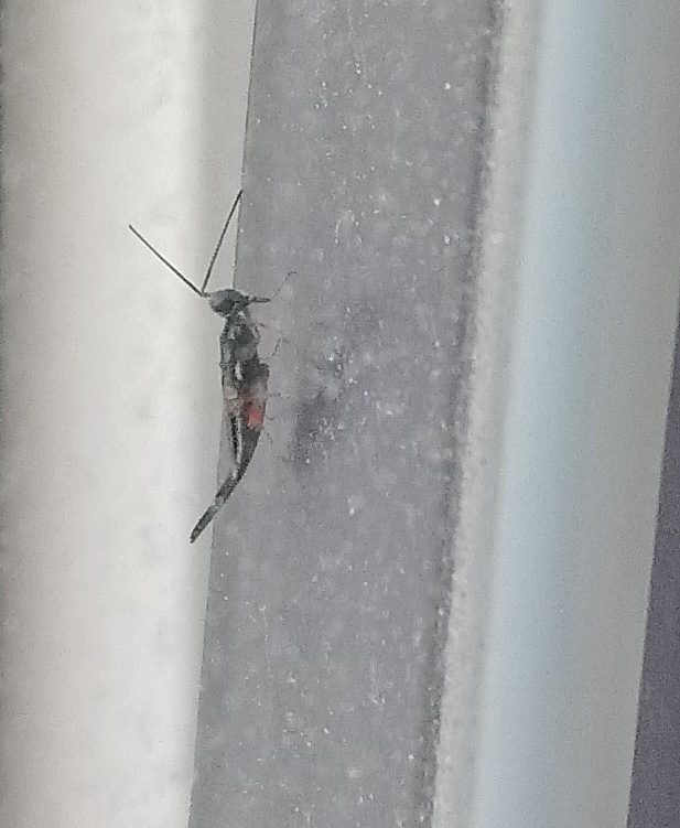 Eusandalum elongata
