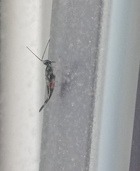 Calosotinae