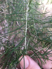 Cassinia laevis