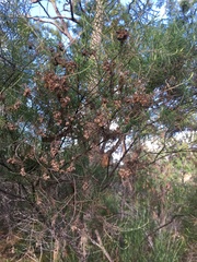 Cassinia laevis