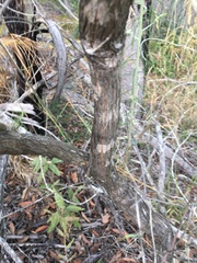 Cassinia laevis