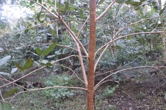 Ficus virens sublanceolata