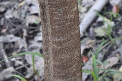 Ficus virens sublanceolata