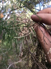 Cassinia laevis