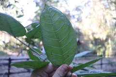 Ficus virens sublanceolata