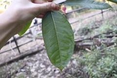 Ficus virens sublanceolata