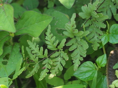Cheilanthes nudiuscula