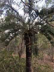 Cycas megacarpa