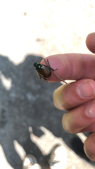 Phyllopertha horticola