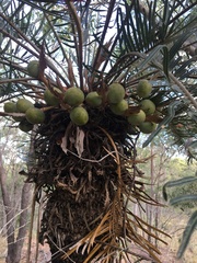 Cycas megacarpa