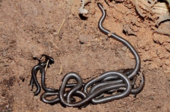 Leptotyphlops scutifrons