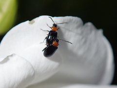 Luperomorpha xanthodera