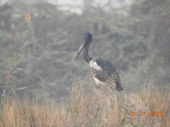 Ephippiorhynchus asiaticus