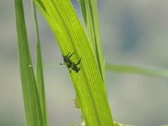 Hyllus diardi
