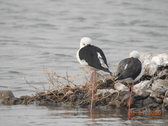 Himantopus himantopus