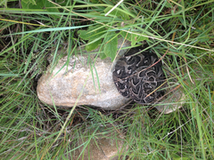 Bitis arietans arietans