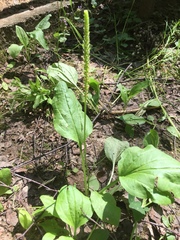 Plantago major