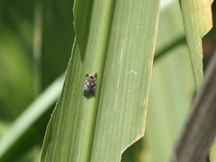 Lophopinae