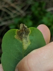 Agromyza soka