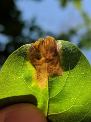 Agromyza soka