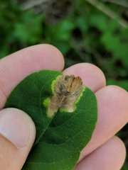 Agromyza soka